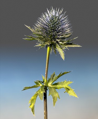 Thistle flower used in Apple’s Pixelmator Pro masking demonstration.